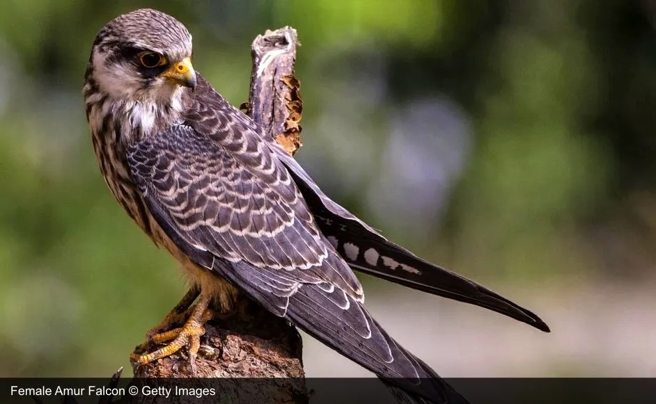 Female of Amur Falcons