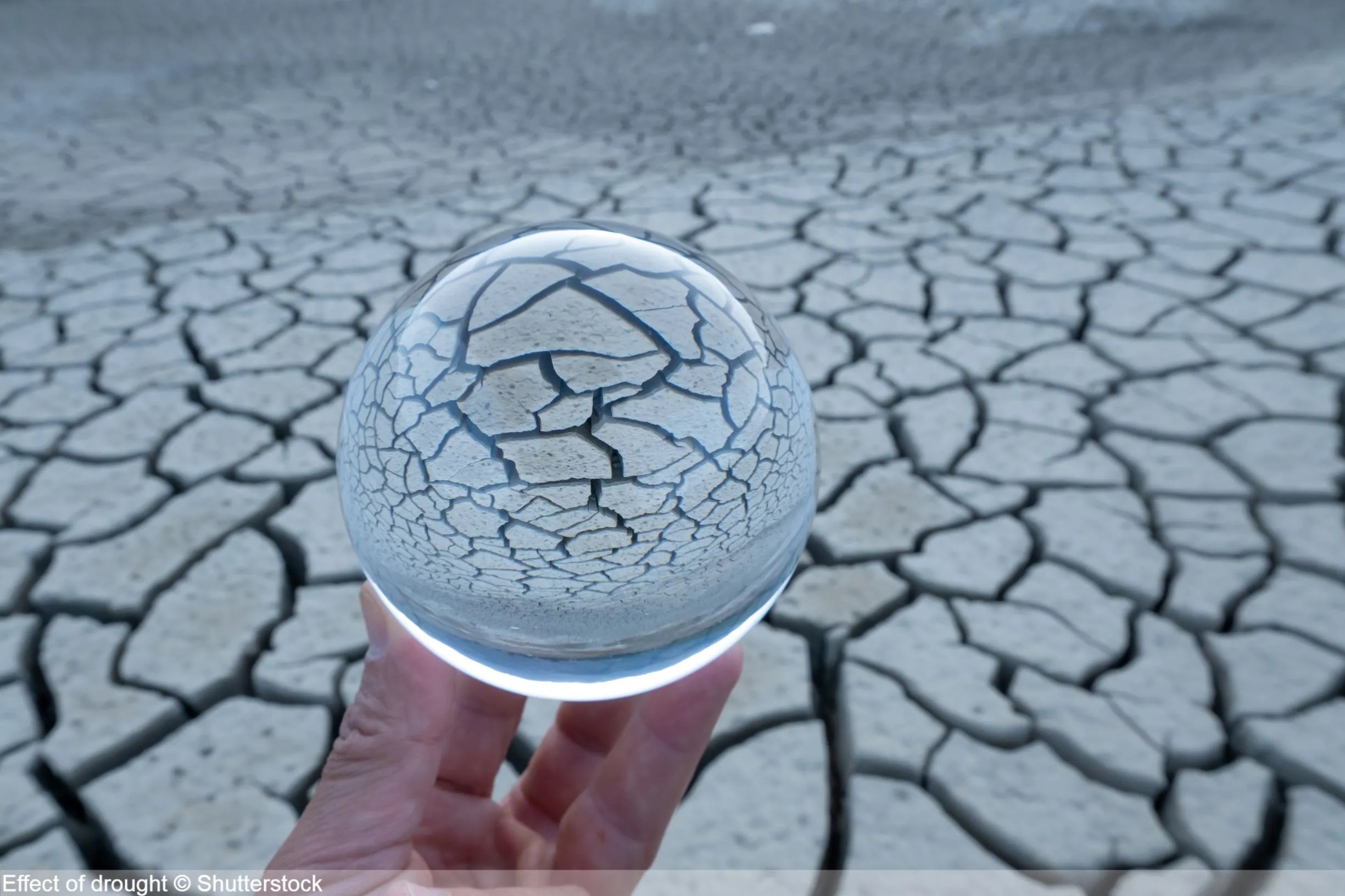 The effect of drought