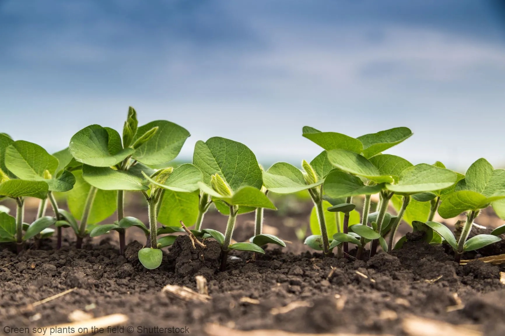 Green soy plants
