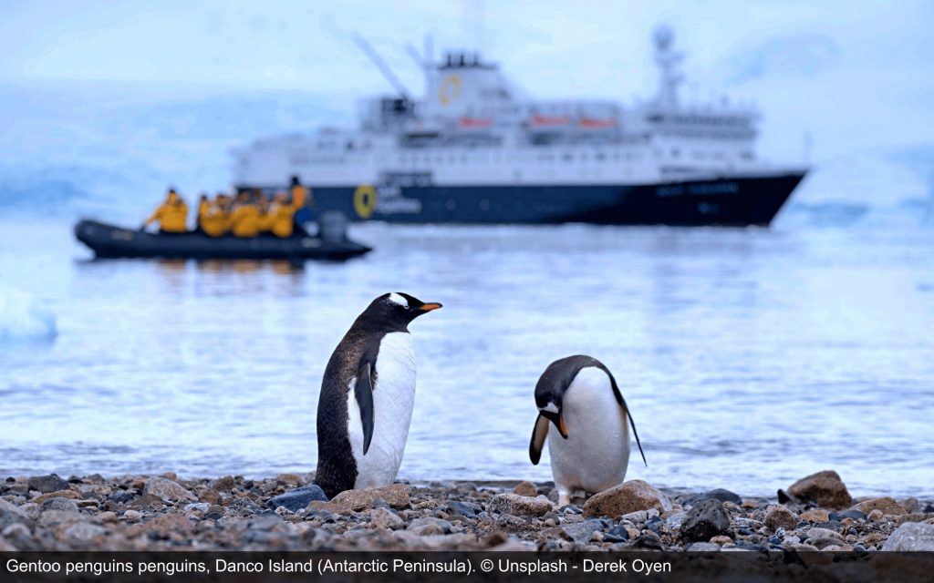 Photo of Gentoo penguins