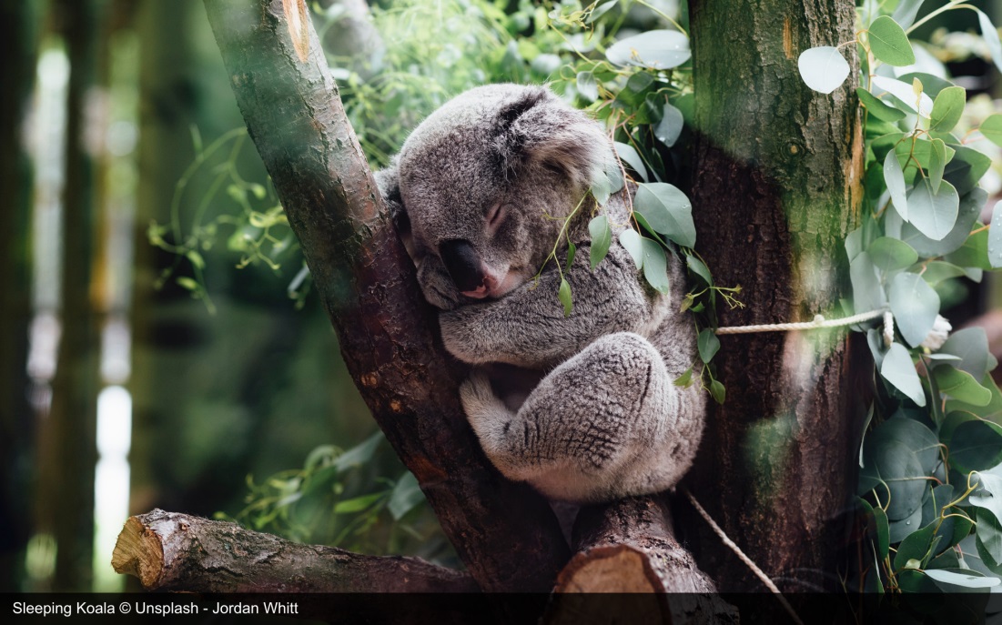 Koala