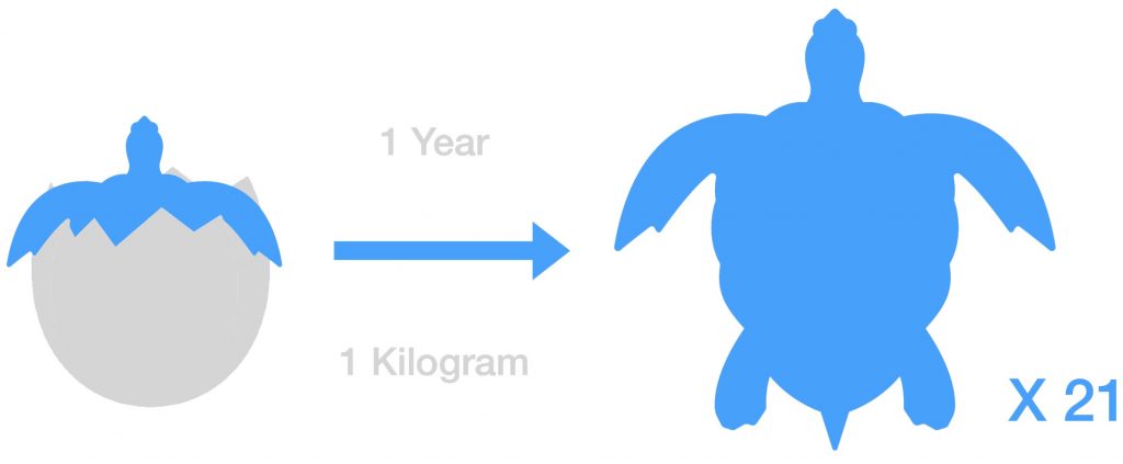 Turtles in the wilderness